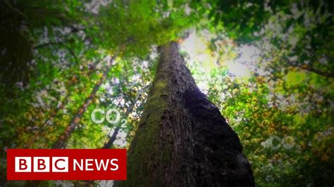 Amazon Rainforest Once It S Gone It S Gone Forever Bbc News Youtube