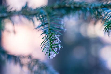 Blur Branch Christmas Close Up Decoration Fir Focus Forest