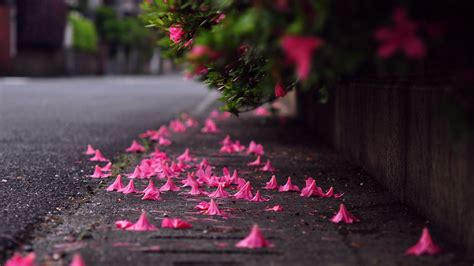 Closeup View Pink Flowers Petals Asphalt Blur Background Hd Nature