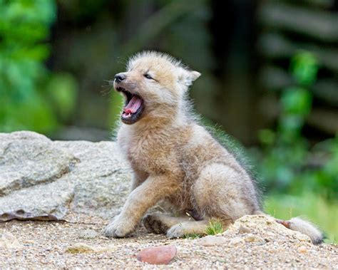 White Wolf Theres Nothing Cuter Than Baby Animals Yawning 12 Photos