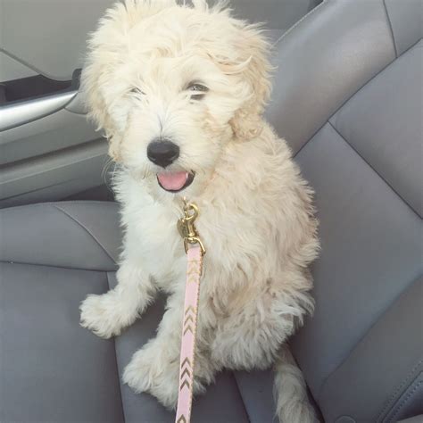 Most widely known for their affectionate, friendly, gentle and intelligent traits, they are often used in a variety of mental. F2b Mini Goldendoodle Puppies For Sale Near Me