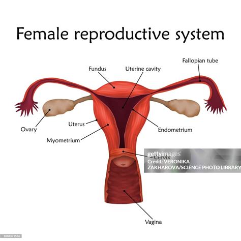 Female Reproductive System Illustration High Res Vector Graphic Getty Images