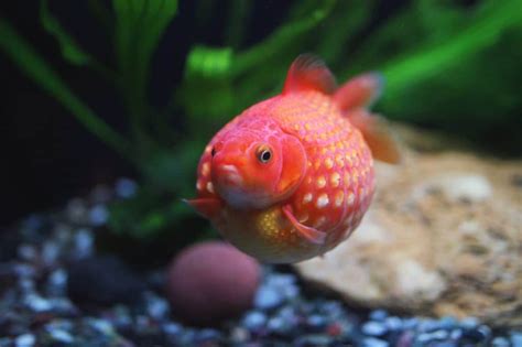 Pearlscale Goldfish 101 Complete Care Guide 2023