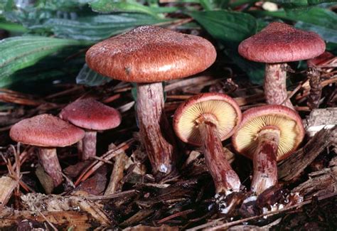 California Fungi Gymnopilus Luteofolius