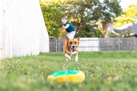 How Much Exercise Does Your Corgi Need Stumps And Rumps