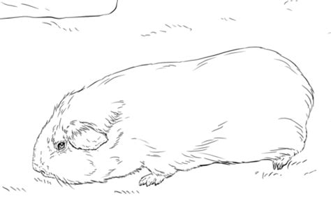 Склонение das meerschweinchen n, существительное. Guinea Pig coloring page | Free Printable Coloring Pages