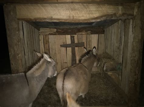 A Stable Is Built At Bell Meadows Farm Miniature Donkeys To Remind Us
