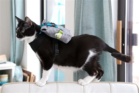 Your Cat Wants A Backpack Cats Backpacks Projects