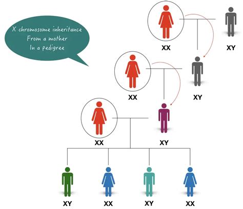 What Genes Traits And Disorders Are Inherited From The Mother Only