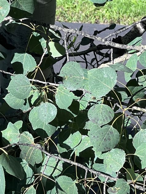 Mites on Aspen trees #806799 - Ask Extension