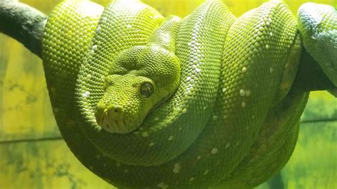 9 Gorgeous Snake Species Around The World