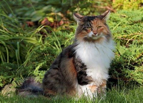 What Is A Dilute Calico Cat Vet Verified Facts With Pictures Catster
