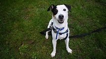27 dogs at Battersea Dogs Home that desperately need a family - MyLondon