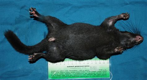 Ventral View Of The Body Of A Laotian Rock Rat Laonastes Aenigmamus
