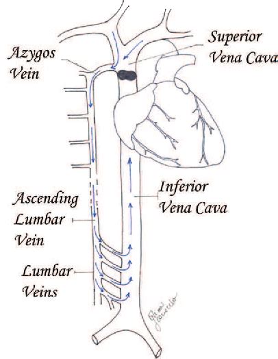 Superior Vena Cava Anatomy Anatomical Charts And Posters