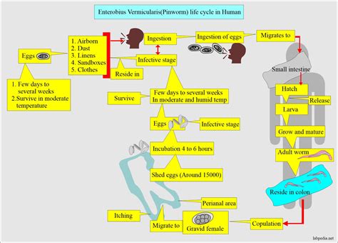 Enterobius Vermicularis Pinworms Diagnosis And Treatment