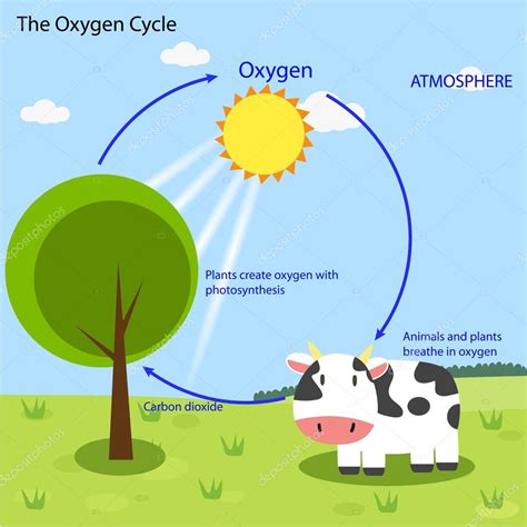 Oxygen Cycle Vector Stock Vector Image By ©kawin302 87505336