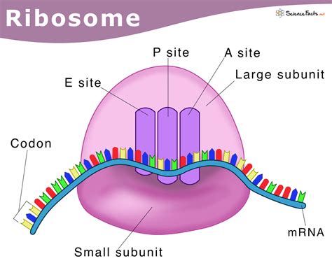 Ribosomes The Protein Factory Of The Cell