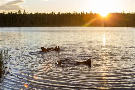 5 Reasons Why You Should Travel To Lapland In Summer Safartica