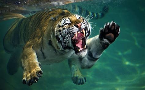 Seeker — Theanimalblog A Tiger Swims Underwater At The