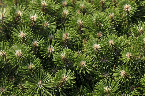 Dwarf Mugo Pine Care And Growing Guide