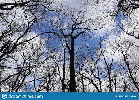 Bare Trees Against Blue Cloudy Sky View From Below Stock Image