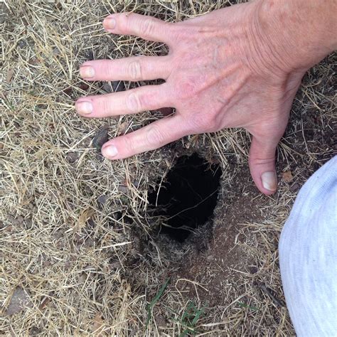 Diagnosing Identifying Holes In The Yard Walter Reeves The Georgia