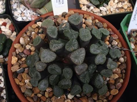 Succulent Plant Information Haworthia Maughanii Cacti And Succulents