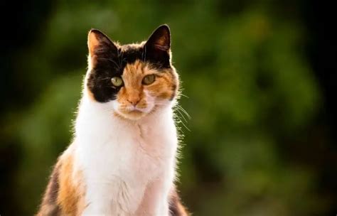 Are Calico Cats Good With Dogs