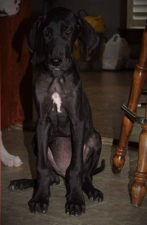 Puppy will come with blanket, leash, collar, some food, information, 1st set of shots and deworming will be up to date. Great Dane Puppies For Sale | Troy, NC #163327 | Petzlover