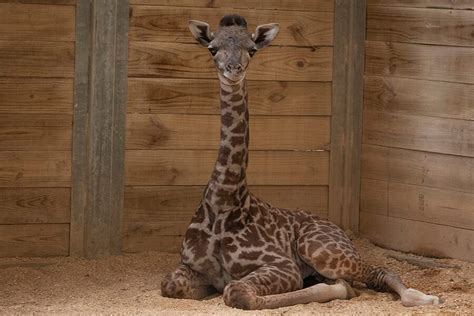 Oh Baby We Have A New Giraffe Calf Brevard Zoo Blog