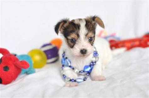 Cute Mixed Papillon And Yorkie Puppy For Adoption 6 Weeks Old For