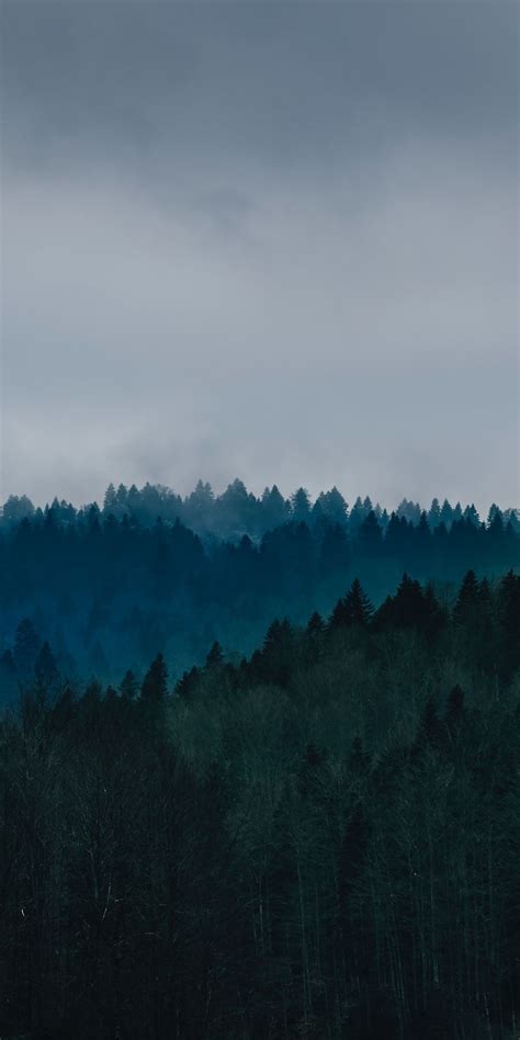 Forest Fog Trees Horizon 1080x2160 Wallpaper Iphone Wallpaper