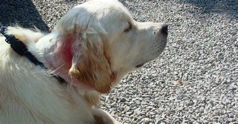 Max A One Year Old Male Golden Retriever Who Developed A Red Sore Rash