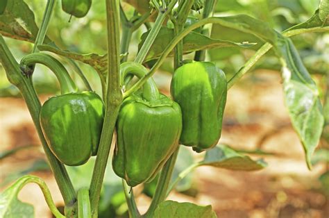 Halbsträucher benötigen zudem viel platz und können, falsch angepflanzt, anderen kräutern den lebensraum nehmen. Paprika pflanzen: Möglichkeiten für die Balkonbepflanzung ...