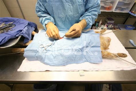 Cat Spay Surgery Stock Photo Royalty Free Freeimages