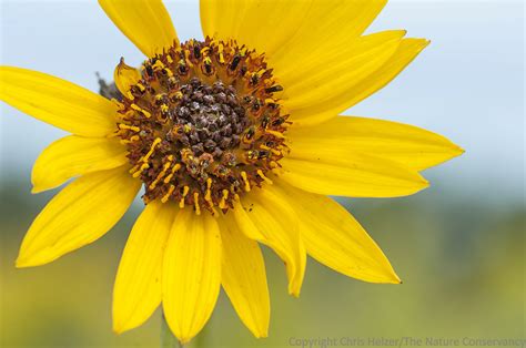 Double Flowered Sunflowers The Prairie Ecologist