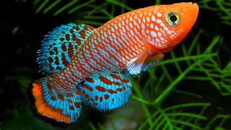 10 Jenis Ikan Hias Air Tawar Kecil Cantik Untuk Aquarium Youtube