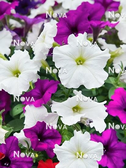 Petunia Spreading Easy Wave™ Great Lakes Mix