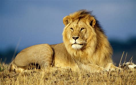 Lions are unique in that they are the only cats to while once found throughout much of africa, asia and europe, lions are presently encountered in the. Lion (Behaviour - Predator competition) | Animal Planet