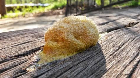 How Do You Get Rid Of Dog Vomit Slime Mold