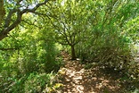 Floresta Mediterrânea Em Menorca Com Carvalhos Foto de Stock - Imagem ...