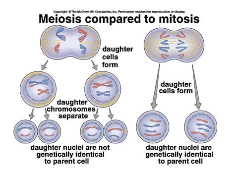Meiosis A Type Of Cell Division That Results
