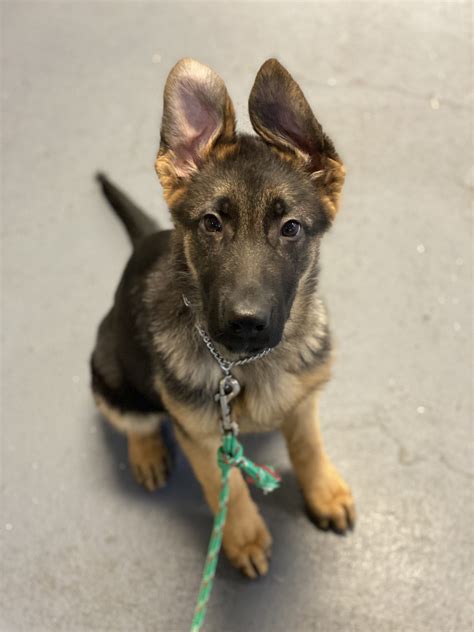 Ace Trained Socialized And Handsome Male German Shepherd Puppy For