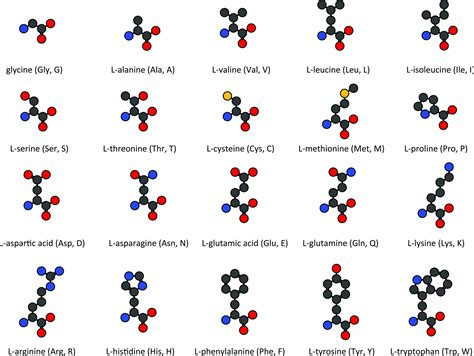 Amino Acid Name Chart