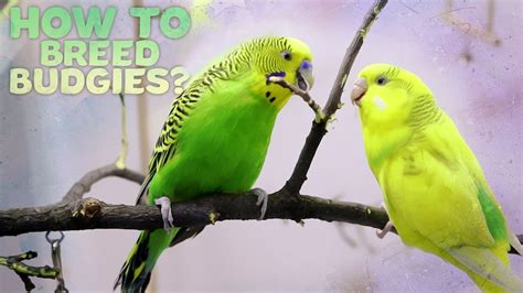 Budgie Breeding Everything You Need To Know