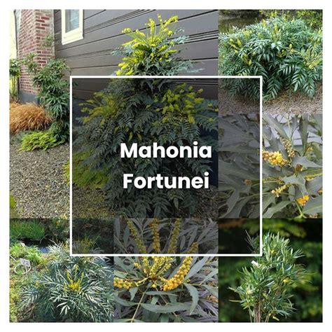 How To Grow Mahonia Fortunei Plant Care And Tips Norwichgardener