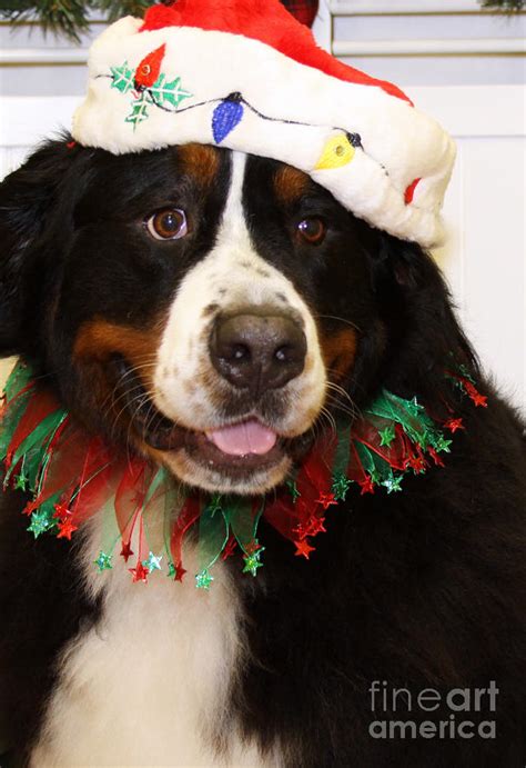 Christmas Portraits Bernese Mountain Dog Photograph By Renae Crevalle