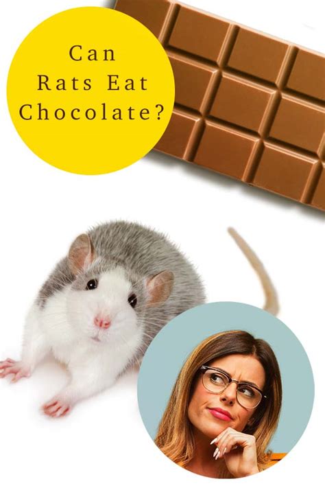 Can Rats Eat Chocolate Can My Pet Rat Have Chocolate As A Treat