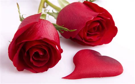 Free Download Pin Wallpaper Flowers Of Love Beautiful Rose 30